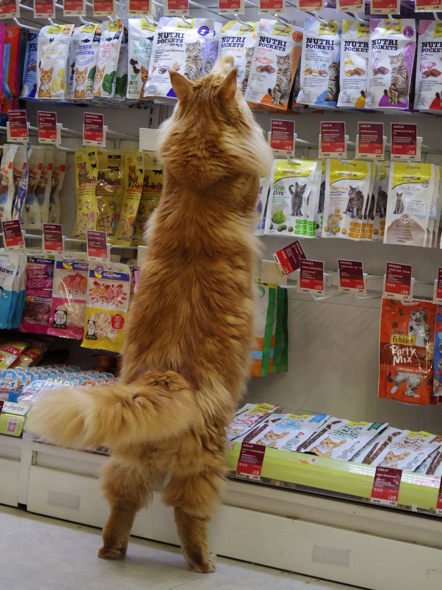 cats with jobs 🛠 tweet media