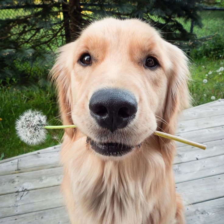 jake as puppies tweet media