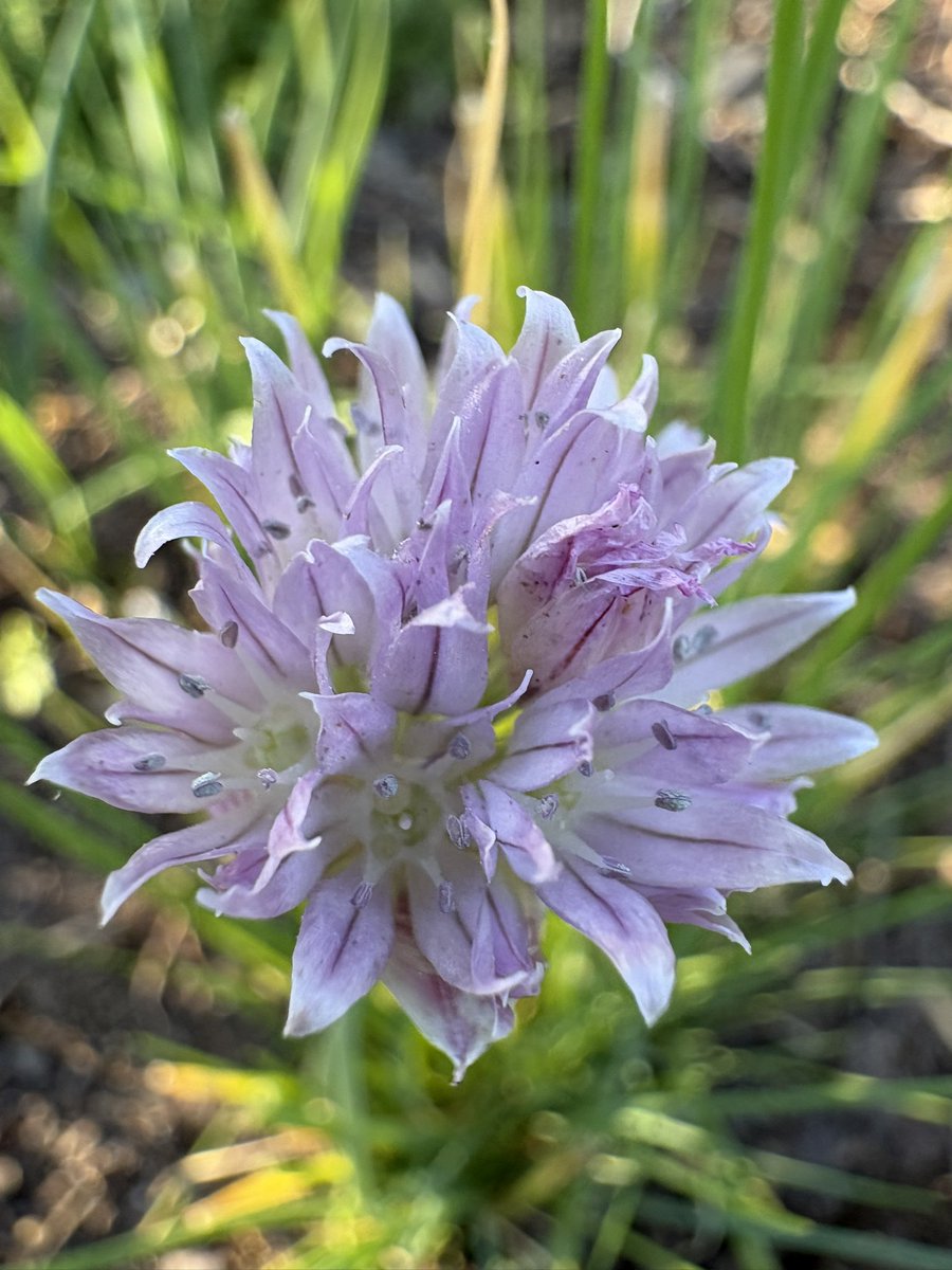 AshSwordFlavin's tweet photo. Chives and onions.
It’s gardening time! https://t.co/vYUCnjhOAC