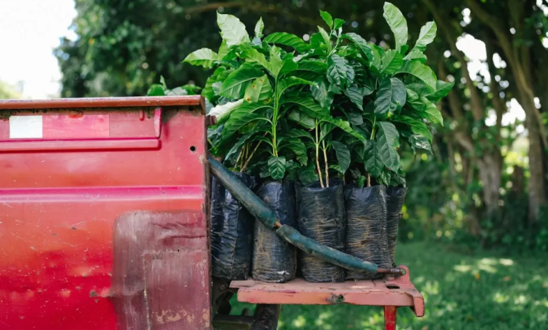 NatureDeal's tweet image. "More than half of the land used to cultivate the Arabica beans featured on @Starbucks menus could become unusable by 2050" - @trellisgroup_ explores the challenges nature loss and the #ClimateCrisis will bring: trellis.net/article/why-st…

#NaturePositive #SustainableBusiness