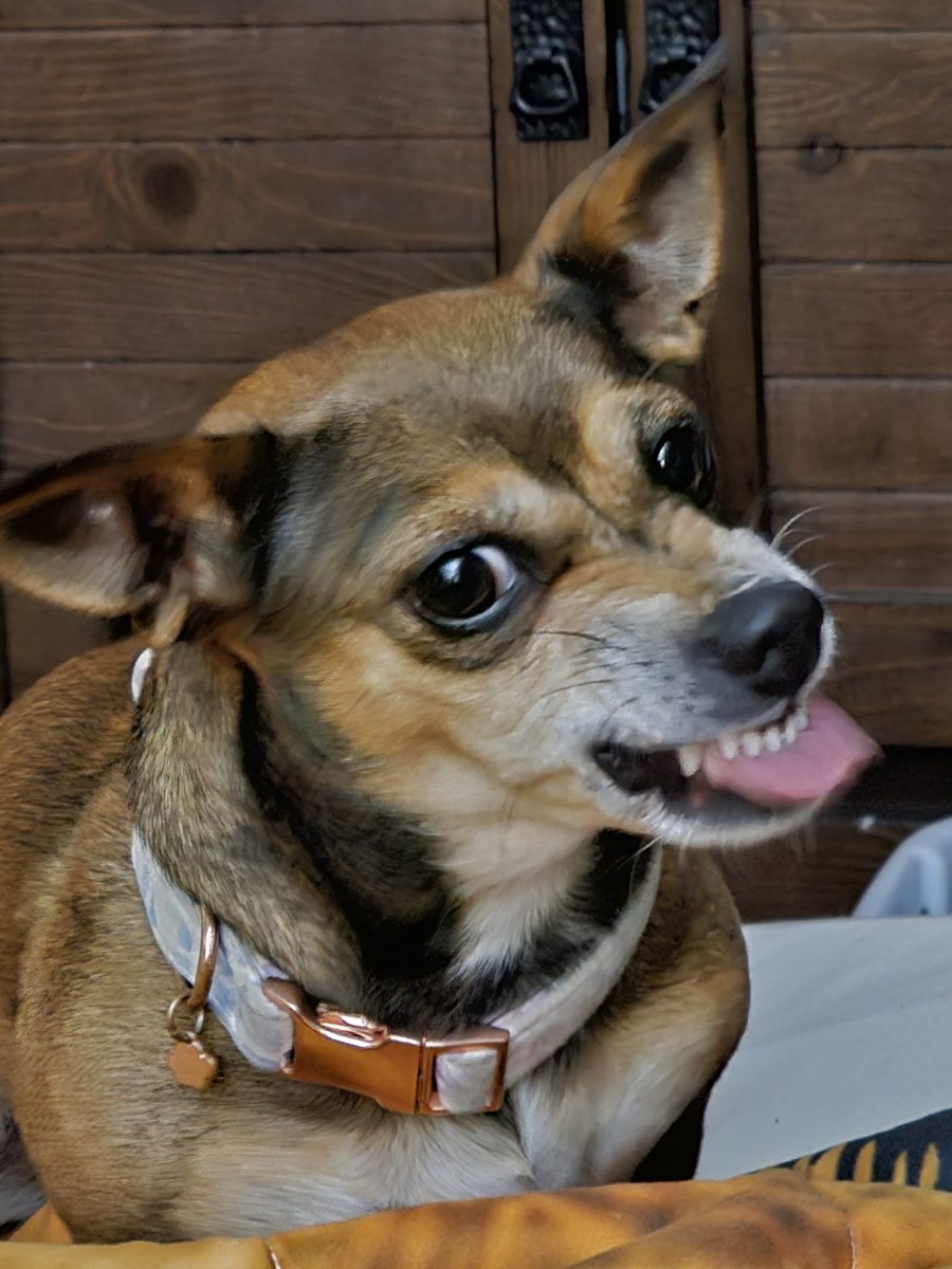 Feral Florida Man tweet media