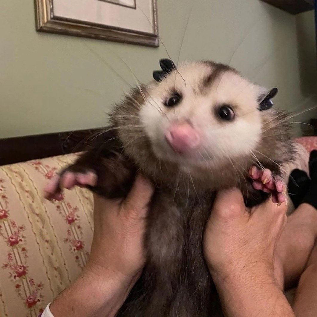 Foam Eater tweet media