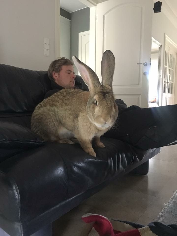 Cutes Animals tweet media