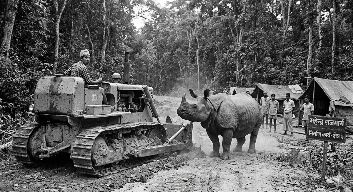 महेन्द्र राजमार्ग कथा-४
महेन्द्र राजमार्ग निर्माणको समय (२०२० र २०३० को दशक) तिर तराईको धेरैजसो भाग घना जङ्गलले ढाकिएको थियो। त्यसबेला सडक खन्न गएका मजदुर, इन्जिनियर र अपरेटरहरूले जङ्गली जनावरसँग सामना गरेका घटनाहरू आज पनि सुन्दा कुनै चलचित्रको कथा जस्तै लाग्छन्।
​राजमार्ग