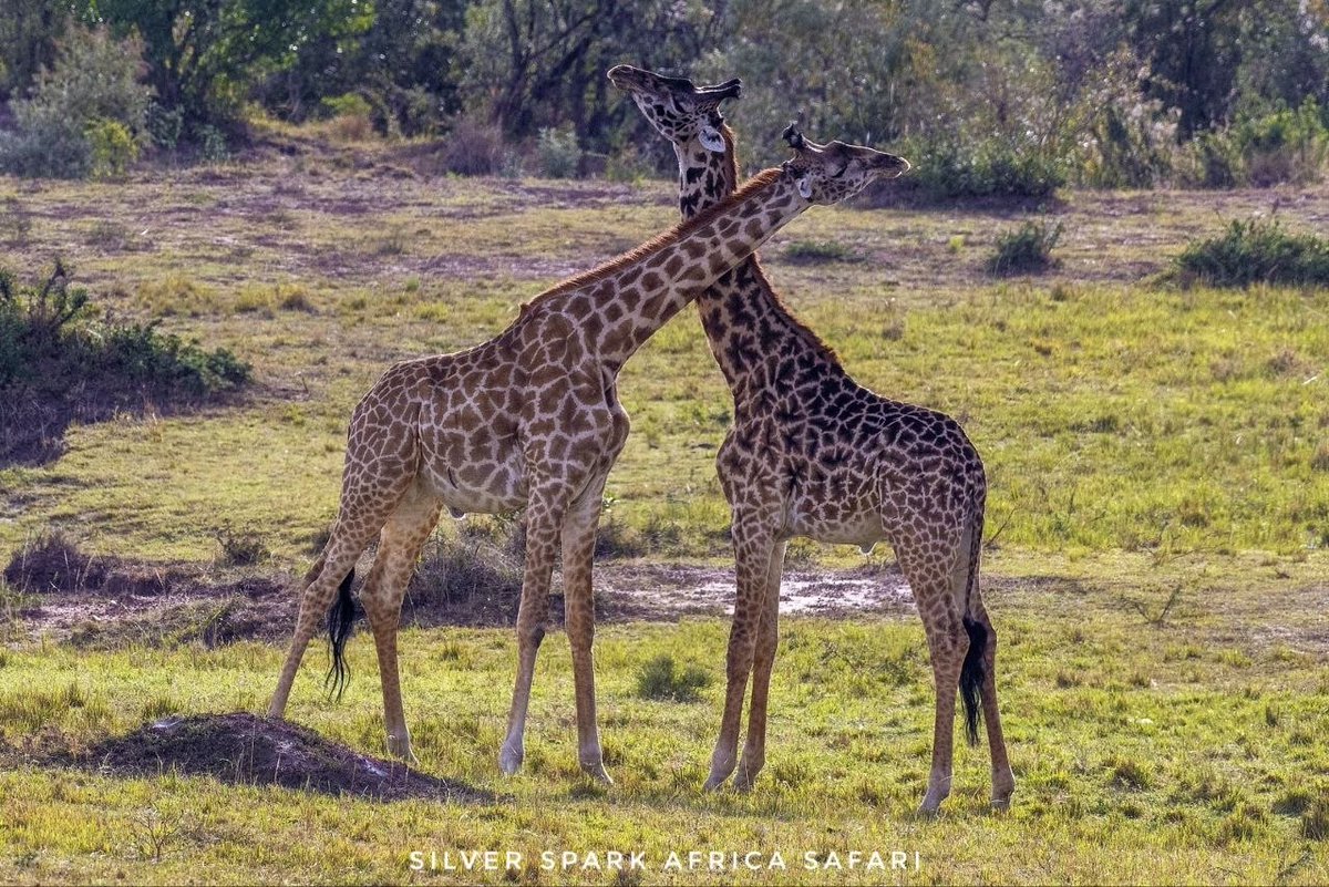 SSA_Limited's tweet photo. Golden hour whispers across Samburu National Reserve, where two reticulated giraffe meet in a quiet dance necks entwined like poetry written by the wild.
In the stillness of an evening game drive, even time pauses to watch nature speak.
#SilverSparkAfrica #MagicalKenya #wildlife https://t.co/NQ13YnPXJk