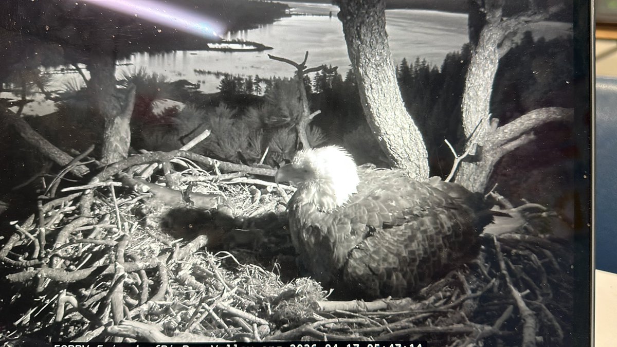 #nostudents #workday #watchingbigbeareagles @tmcgee2246 <a href="/OPS_WilsonFocus/">Wilson Focus School</a>