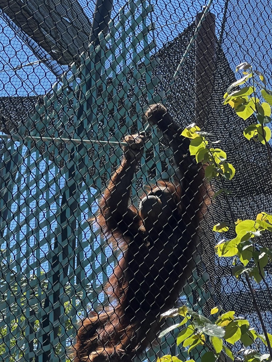 MoonSoon tweet media