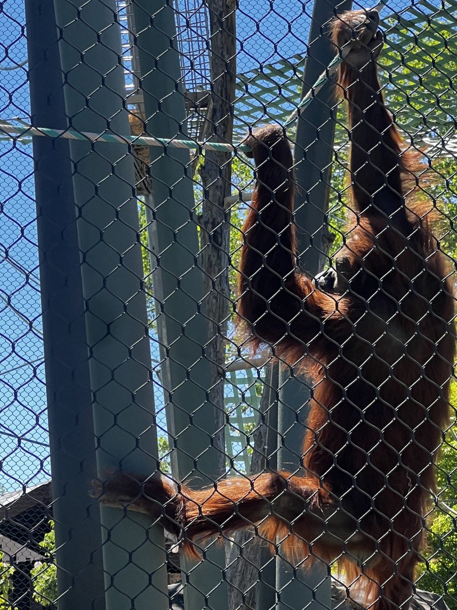 MoonSoon tweet media