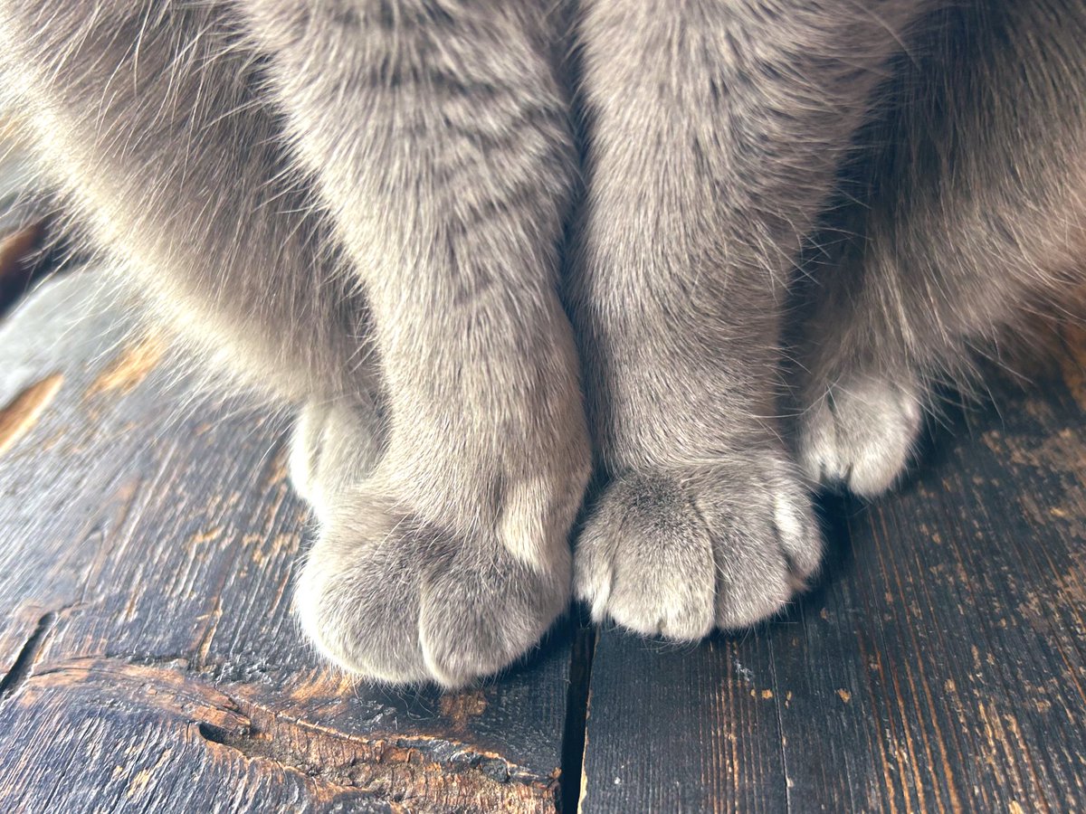 café pont chatポンシャ tweet media