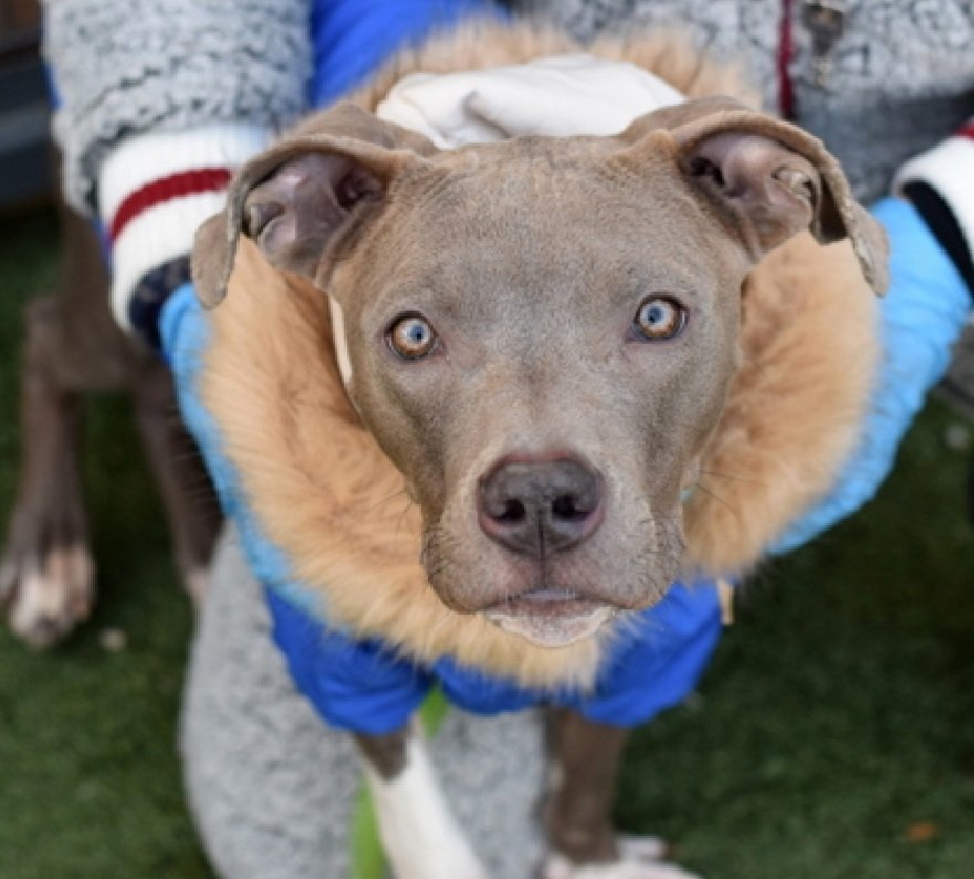 MorgFairsdogs's tweet image. Lil Baby 246131
Relisted TBK 4/18
#NYCACC #AdoptMe 
She is a cute 4 yr old
ok for kids 13+
Has otitis externa 
Highly social &amp;amp; treat motivated 
Deteriorating in care 
Help save Lil Baby!
nycacc.app/browse/246131
#Pledge4Rescue #foster #adopt