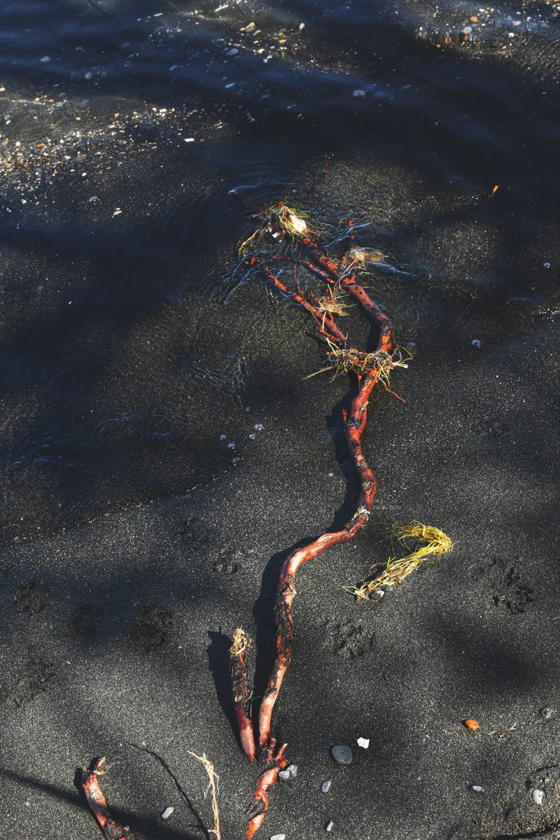 A_Sapphireh's tweet image. Ho quasi sobbalzato quando l'ho visto😄 .Assomiglia a un serpente corallino
#lakewood  #red #sand #beach 
📸Aura S.