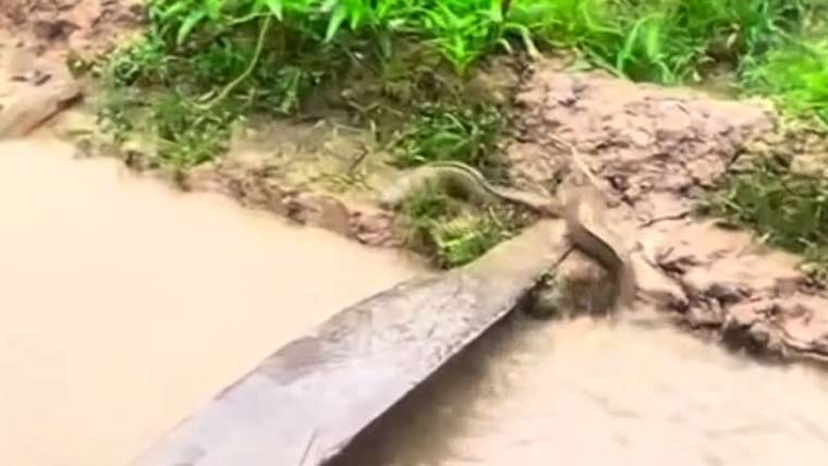 Nawaiwaqt_'s tweet image. شدید بارشوں کے باعث کیٹ فش پانی سے نکل کر زمین پر آگئیں
nawaiwaqt.com.pk/17-Apr-2026/19…
#HeavyRain #Flooding #Catfish #ClimateImpact #Environment #NaturalPhenomenon #WeatherNews