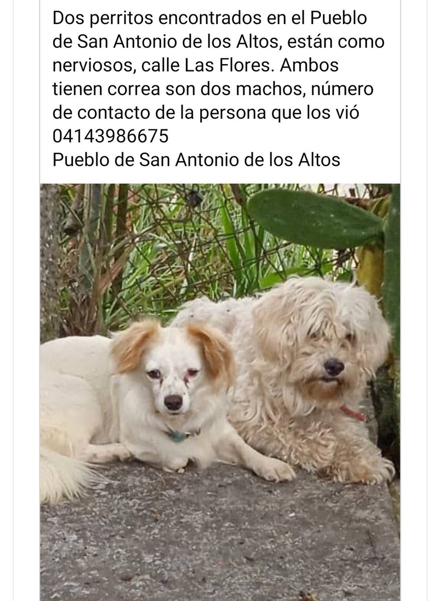 PerroUsuario's tweet photo. Pueden estar EXTRAVIADOS... https://t.co/GHe8q5BQSB
