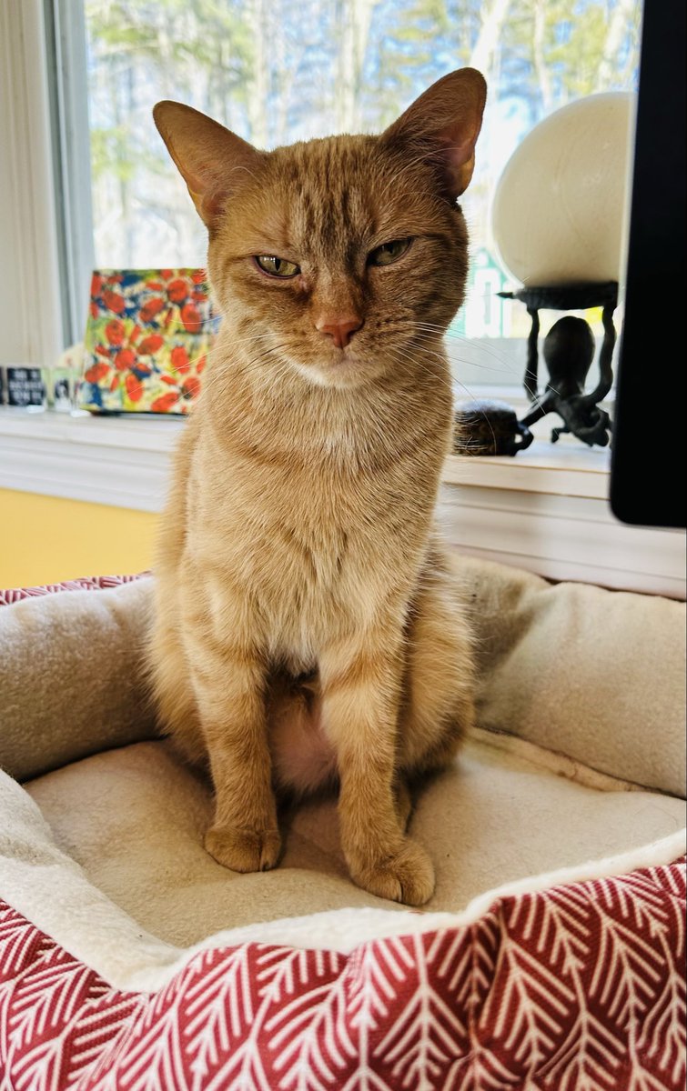 LadyKK48's tweet photo. @CBSMornings this is my tiny female’s #rbf 24/7 😹

#orangecats 
#talkofthetable 
#thoushaltnotpass
#happinessitsnotforeveryone https://t.co/sDnckV0hrM