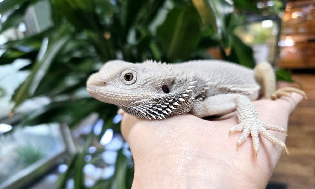 爬虫類専門店【𝙳𝙸𝚉𝚉𝚈 𝙿𝙾𝙸𝙽𝚃】東京第002225 tweet media