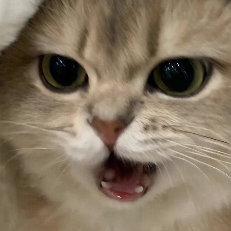 ‎고미._.니 tweet media