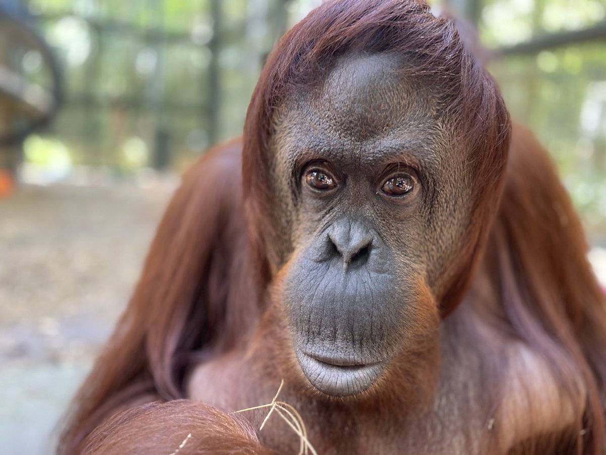 CenterForGreatApes tweet media