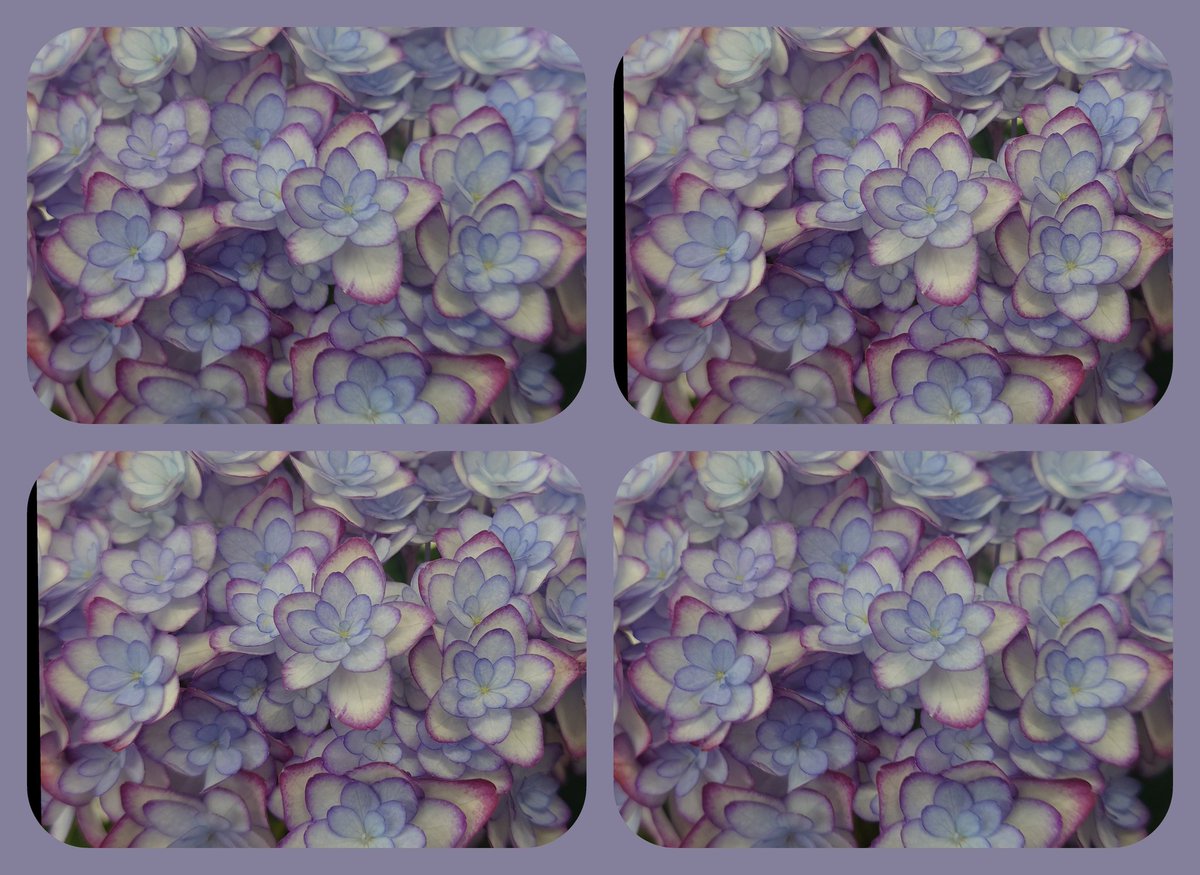 chaf00501193's tweet image. 手術の為に入院しました〜
今の所、順調に検査等をこなして疲れました〜
今週撮影した紫陽花💙💜

#3d #stereoscopic #parallelview #crossview #立体写真　#立体視　#ステレオ写真
#紫陽花