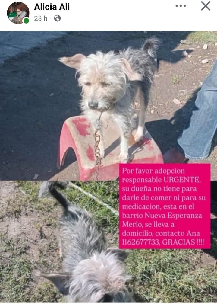 Perros de Merlo tweet media