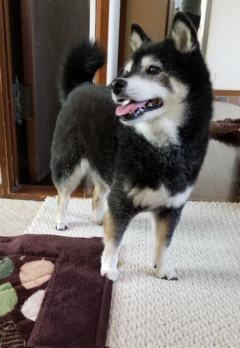 黒柴あずき tweet media