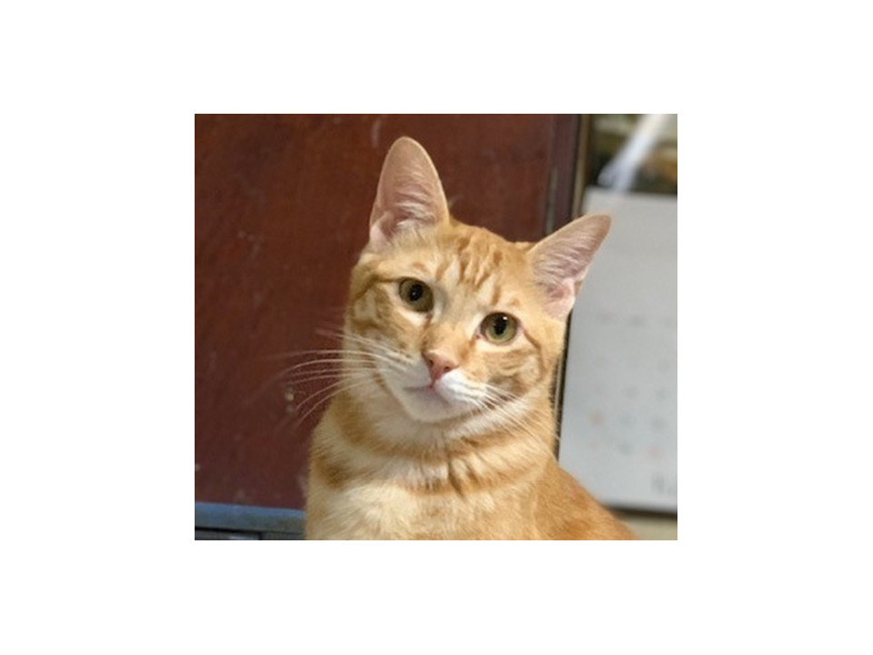 ネコジルシ里親募集《関東》 tweet media