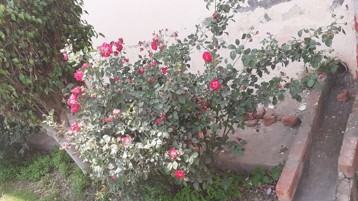 Sunit35249488's tweet photo. ਜੇ ਤੇਰੀ ਯਾਦ ਦਾ ਸੈਲਾਬ ਜਿਹਾ ਆਵੇ।
ਅਸੀ ਆਂਦਰਾਂ ਨੂੰ ਗੰਢ ਜਿਹੀ ਮਾਰੀ ਦੀ ਆ।।
#Hope❤️❤️❤️ https://t.co/jtsQF7qQ37