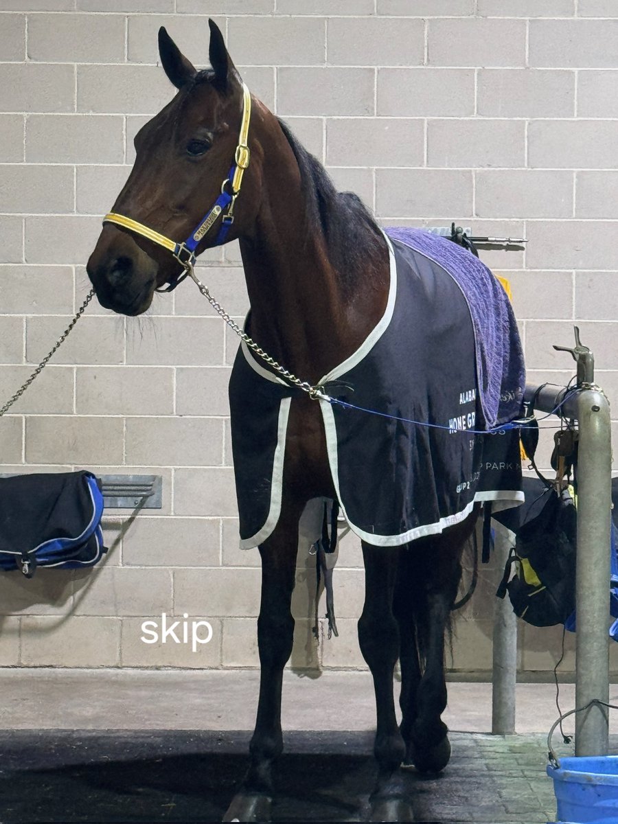 WKayeSims's tweet image. @AikenRacing amazing effort with wonderful champion Max Delight #skip  winning the Nullarbor in @RacingWAHarness , so happy for the stable and Maxfields.