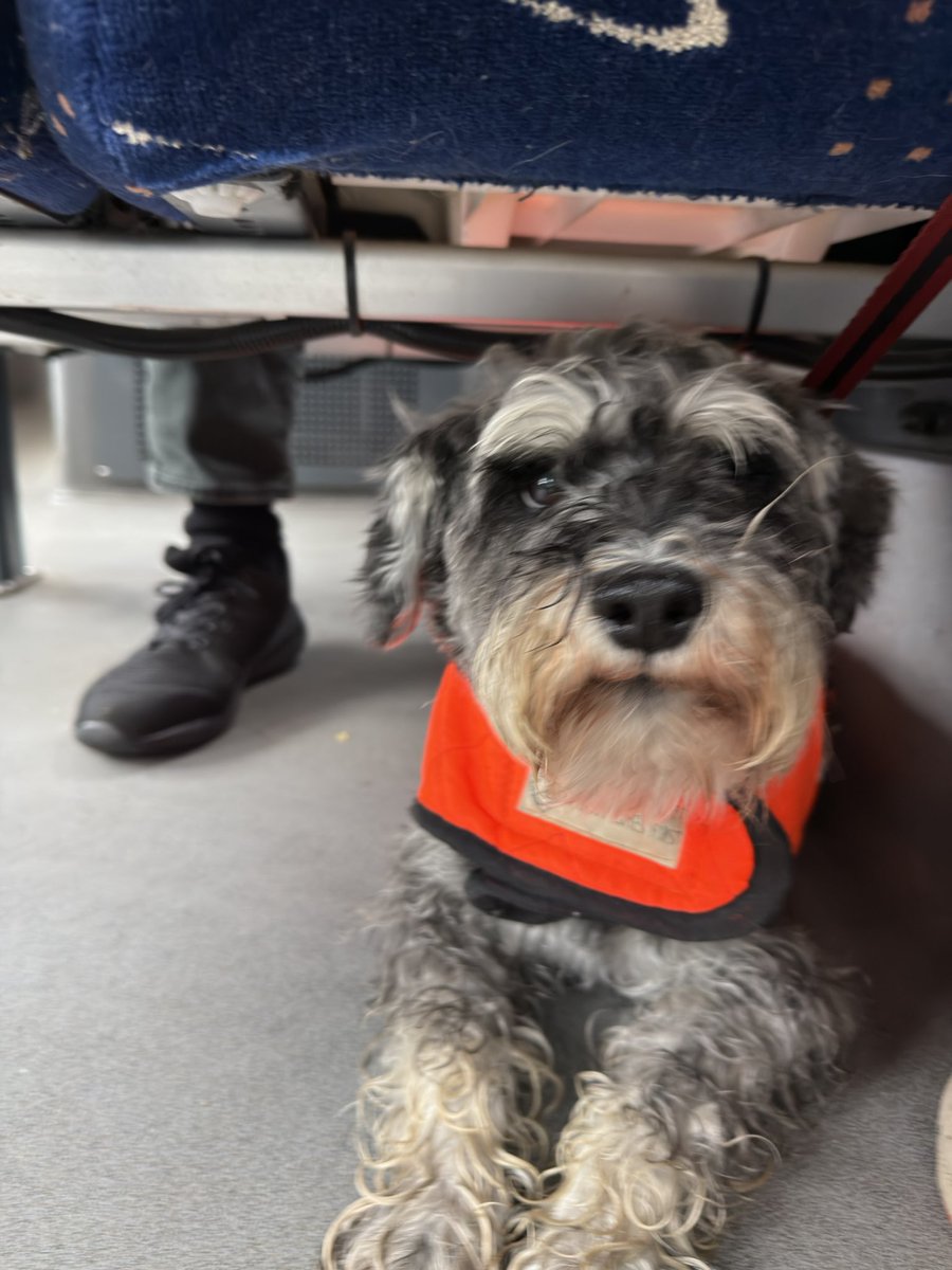 Ralph the Mini Schnauzer tweet media