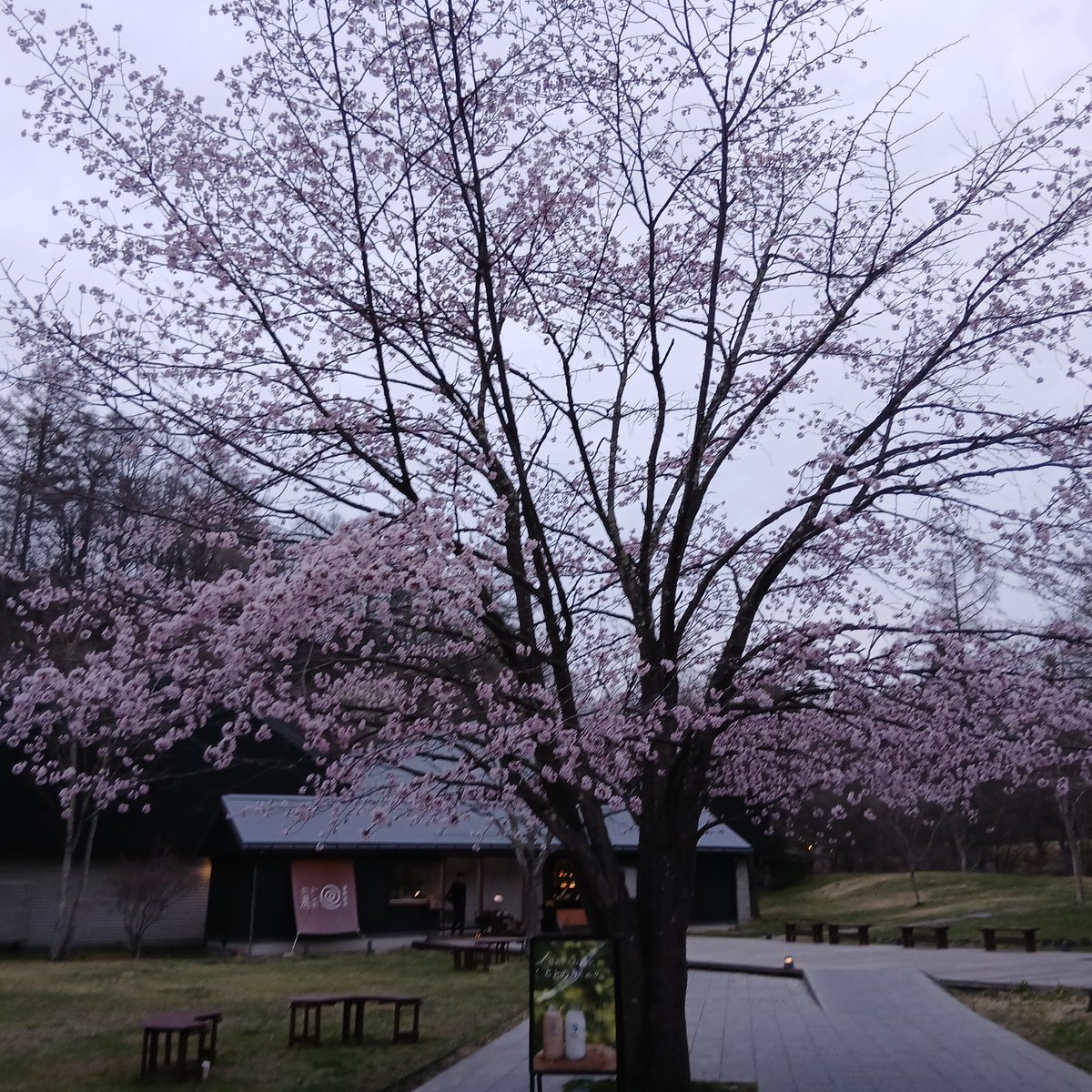 うさぎとさくら tweet media