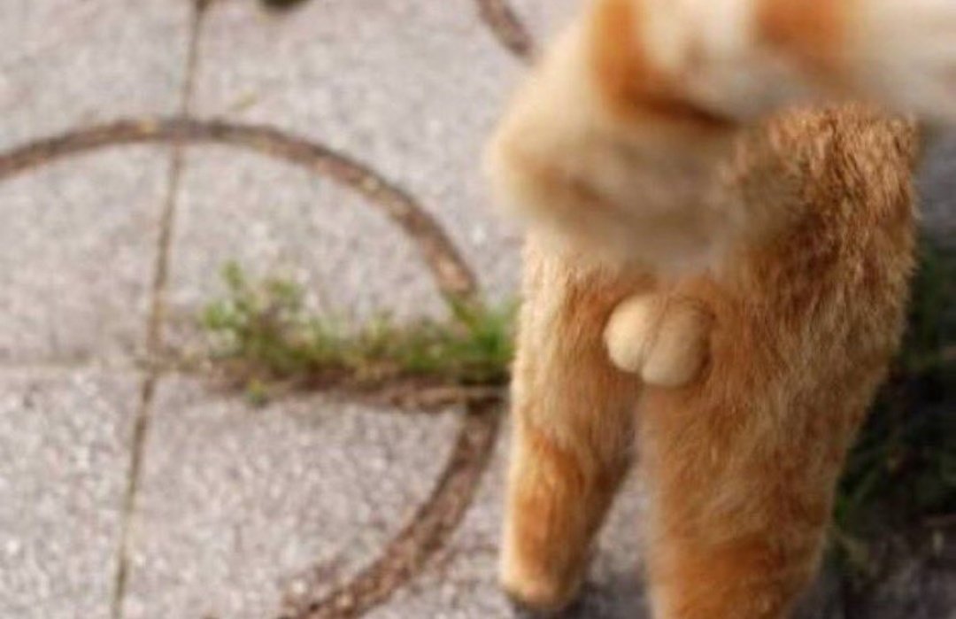 Cat is life ~猫は人生~ tweet media