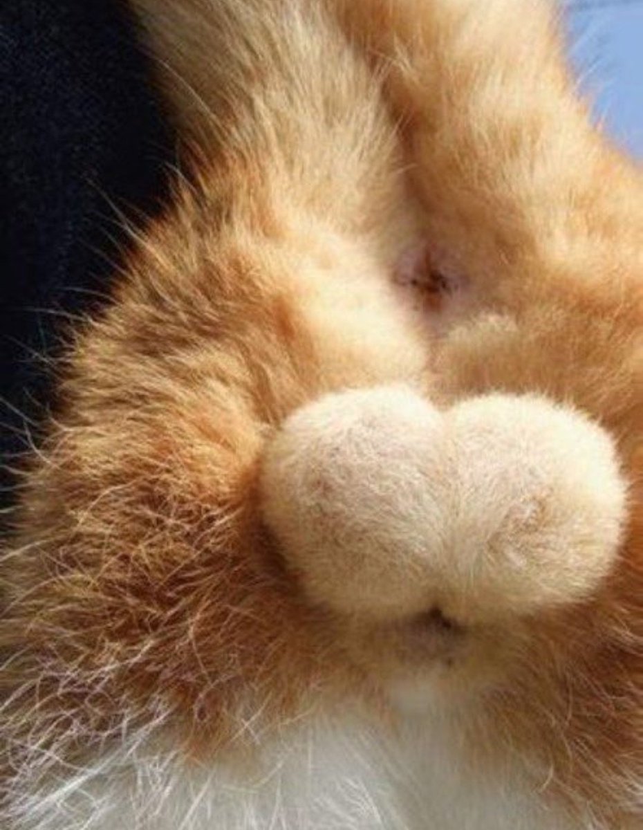 Cat is life ~猫は人生~ tweet media