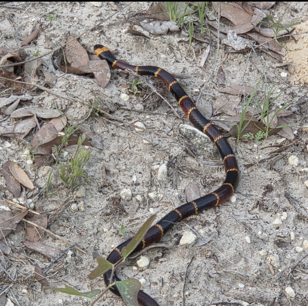 Freddie the Schnoz 𓅃 tweet media