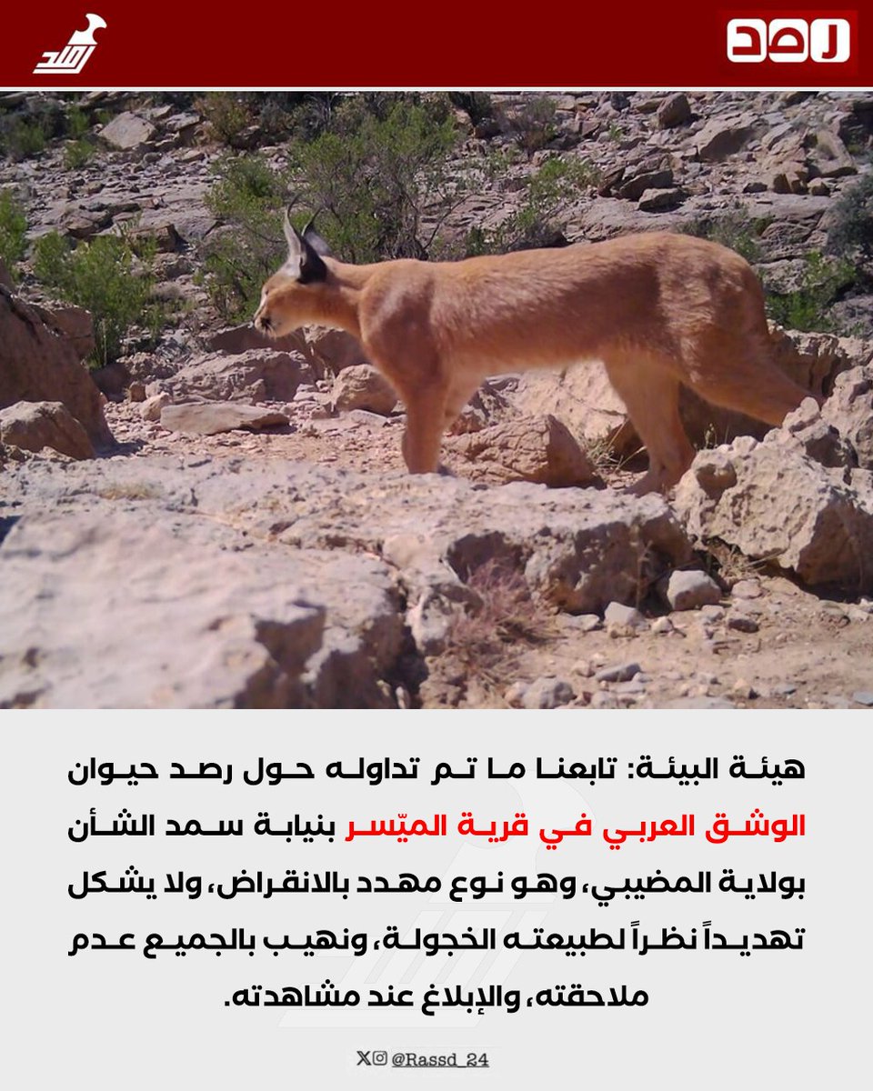 رصد tweet media