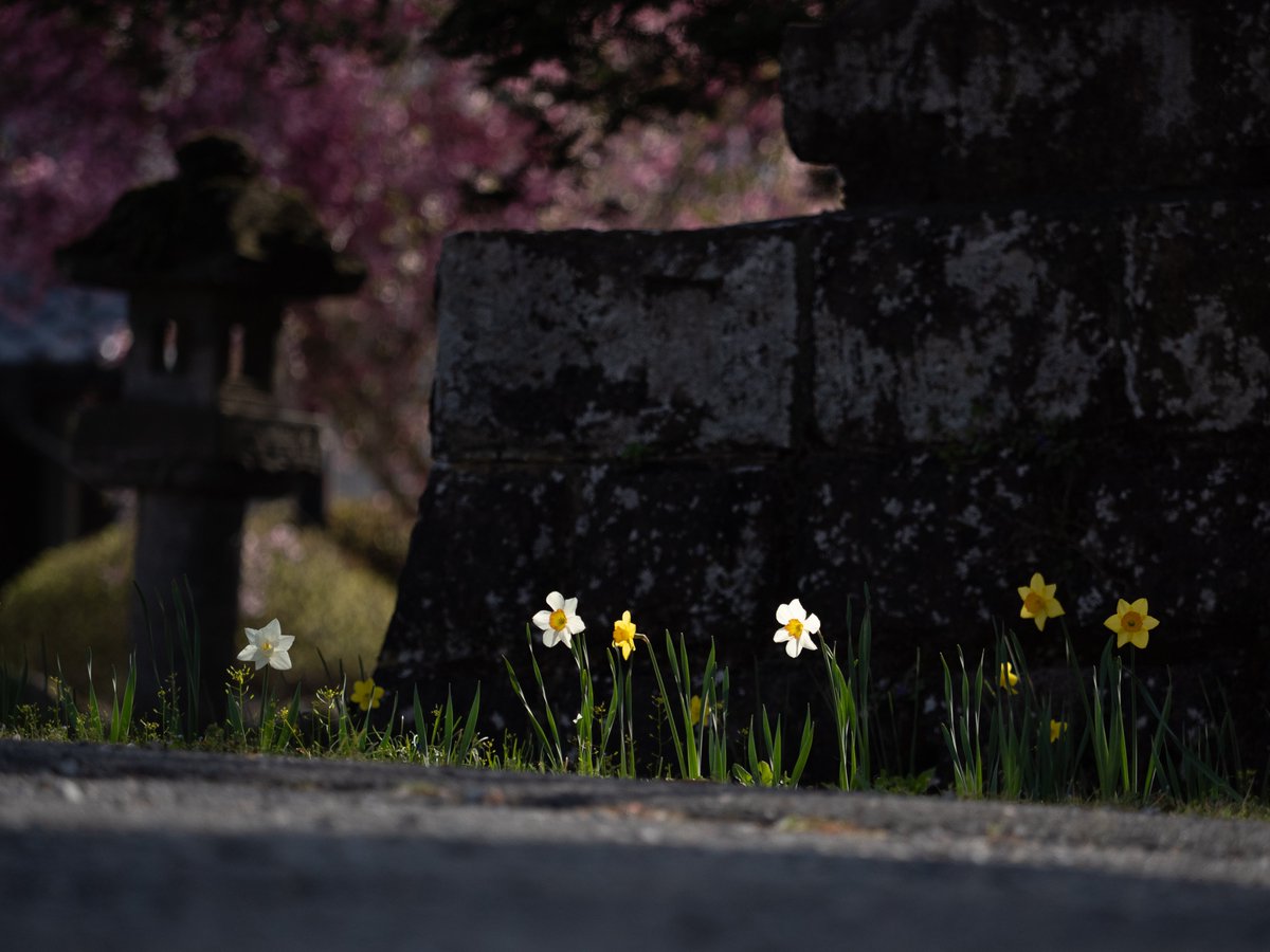 morideotophoto's tweet image. 朝の光
#OMSYSTEM #OM1 #花写真