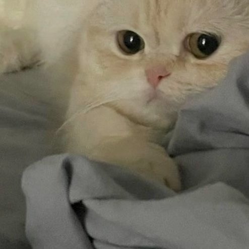 sepouan ॱଳ͘ tweet media