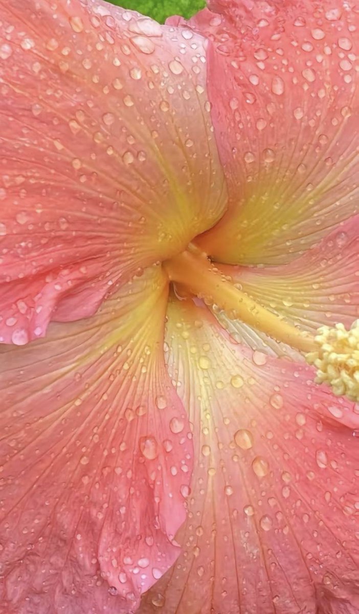 lunecrumbss's tweet photo. hibiscus 🌺 https://t.co/zpMjOuPgIs