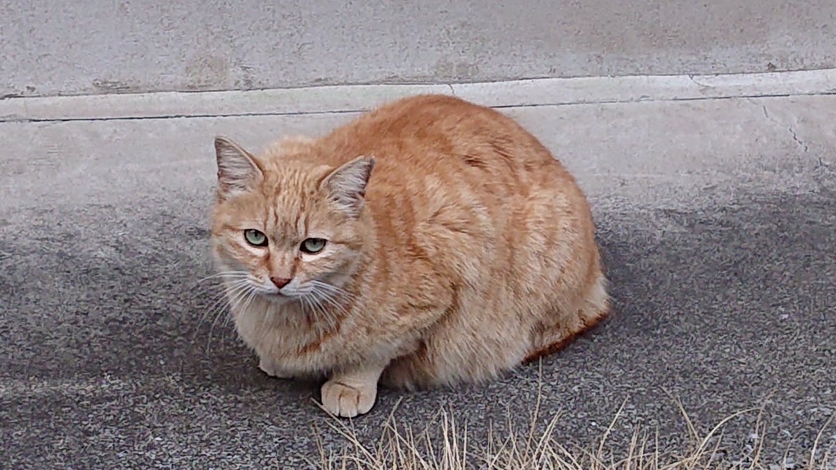 わーろっく@迷い羊🐏🎹🎸🐏 tweet media