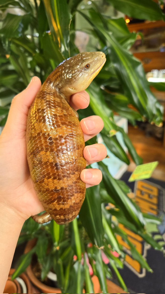 爬虫類専門店【𝙳𝙸𝚉𝚉𝚈 𝙿𝙾𝙸𝙽𝚃】東京第002225 tweet media