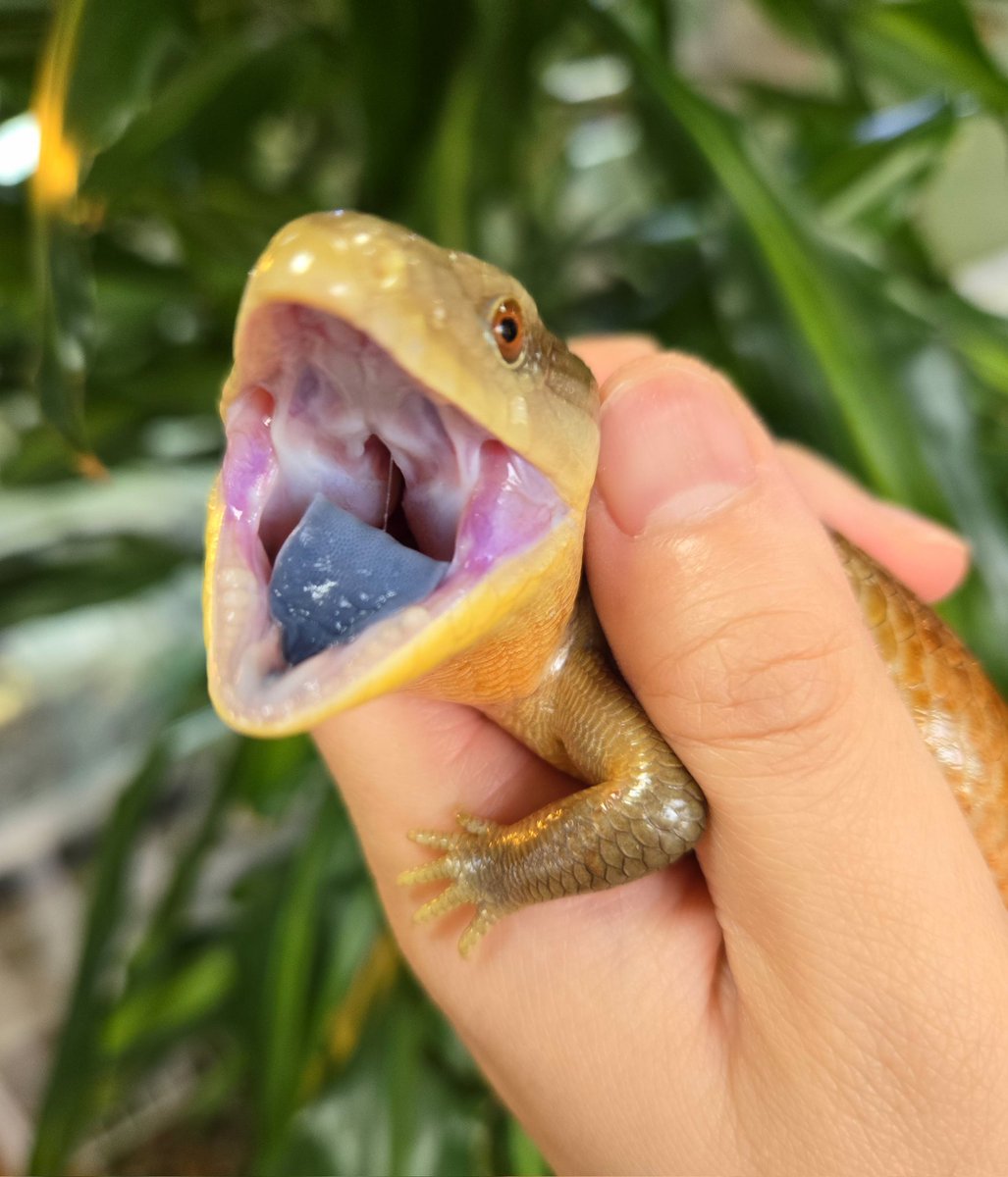 爬虫類専門店【𝙳𝙸𝚉𝚉𝚈 𝙿𝙾𝙸𝙽𝚃】東京第002225 tweet media