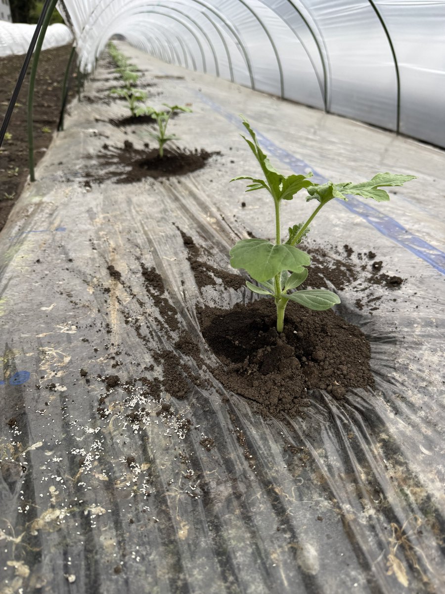 ℕ𝕀𝕩 𝕋𝕆🐟 tweet media