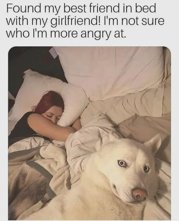 WholesomeMemes tweet media