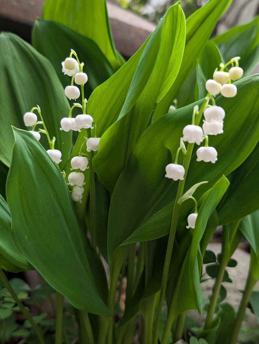 グーママ tweet media