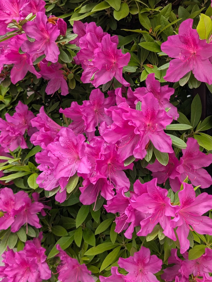 グーママ tweet media