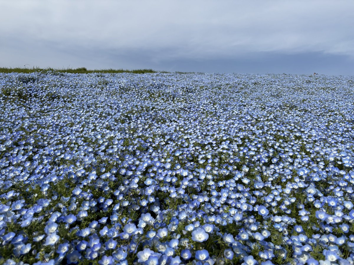 すいぽて tweet media