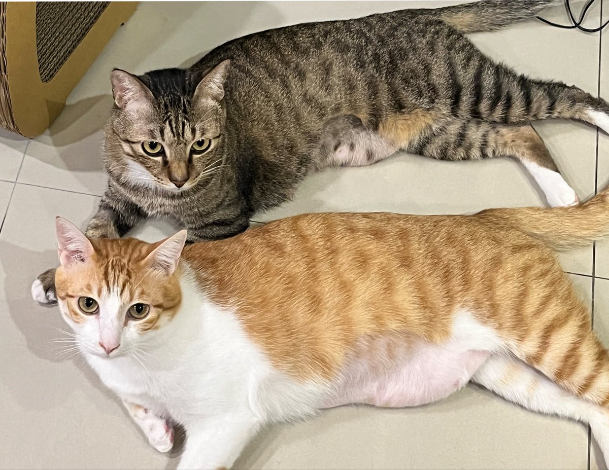 洛可洛斯特Loco Lost🥞鍊金術師VTUBER tweet media