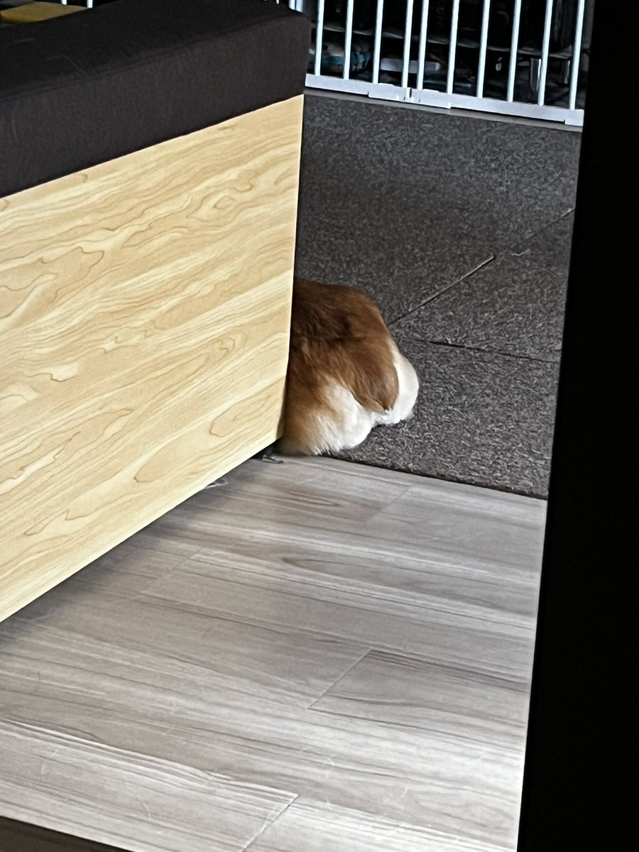 しずく@WOLFRAM tweet media