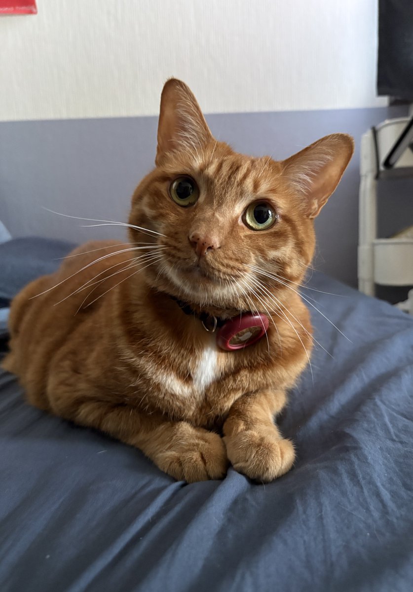 おむぎちゃん tweet media