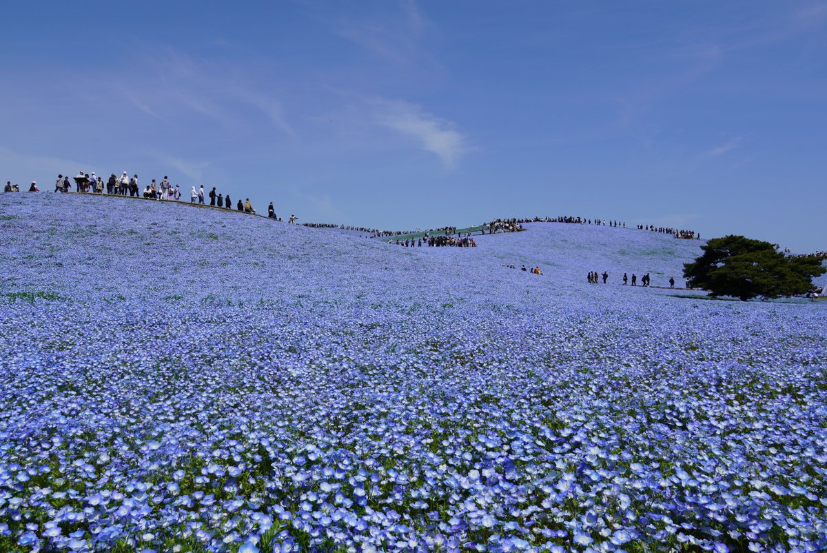 国営ひたち海浜公園【公式】 tweet media