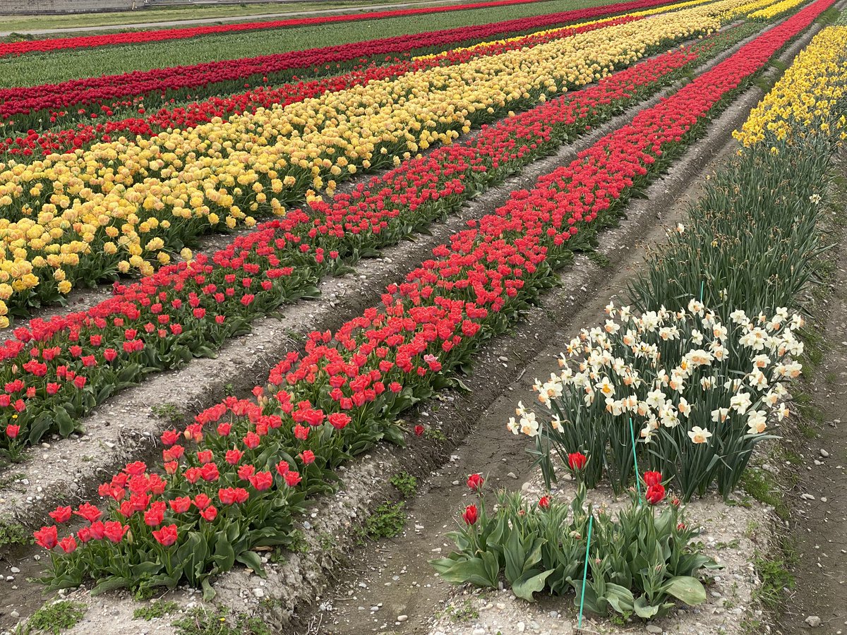 七宝🌿🕊🐇 tweet media