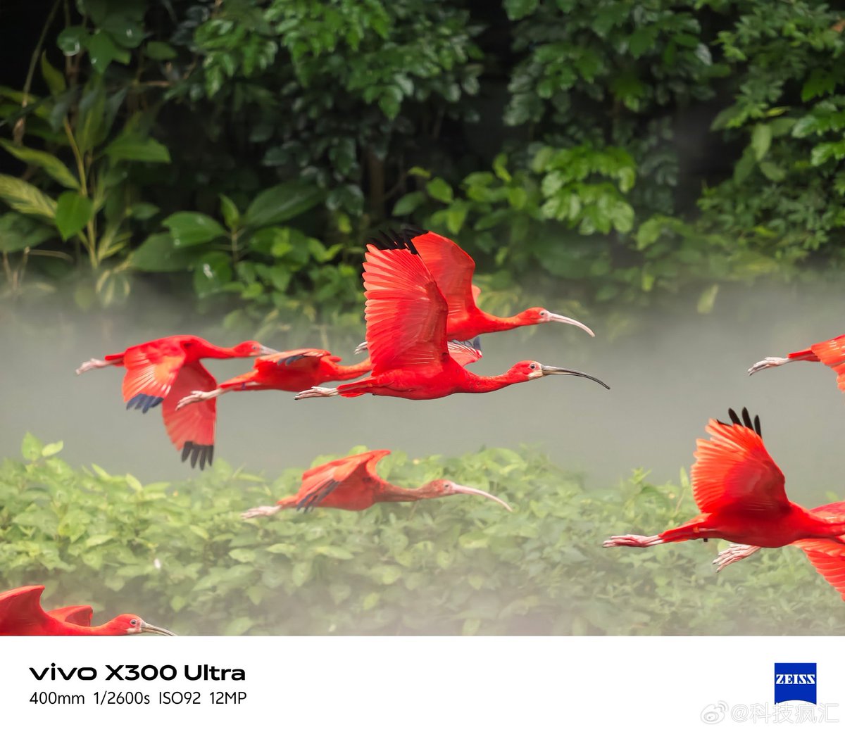 ayansonunigam's tweet image. Vivo X300 Ultra 🚨 

Bird Photography samples 👇😍 
#vivo #vivoX300Ultra #OriginOS6